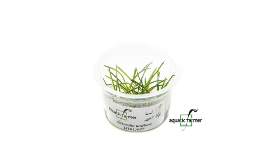 [SG READY STOCKS Live Aquatic Tissue Culture Plant] Littorella uniflora by Aquatic Farmer