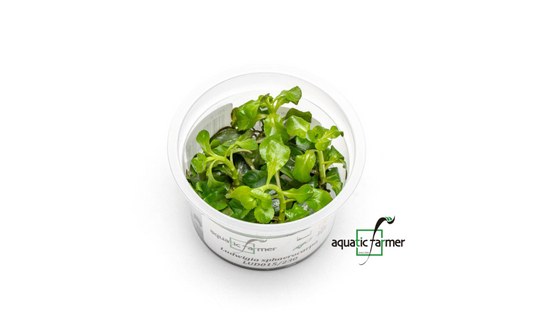 [SG READY STOCKS Live Aquatic Tissue Culture Plant] Ludwigia sphaerocarpa by Aquatic Farmer