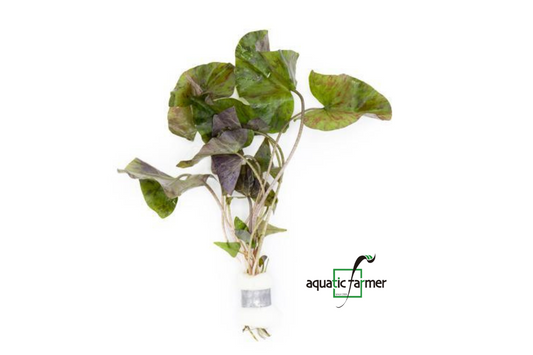 [SG READY STOCKS Live Aquatic Plant] Nymphaea Tiger Lotus in Lead Bunch by Aquatic Farmer