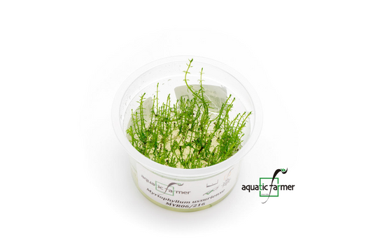[SG READY STOCKS Live Aquatic Tissue Culture Plant] Myriophyllum ussuriense by Aquatic Farmer