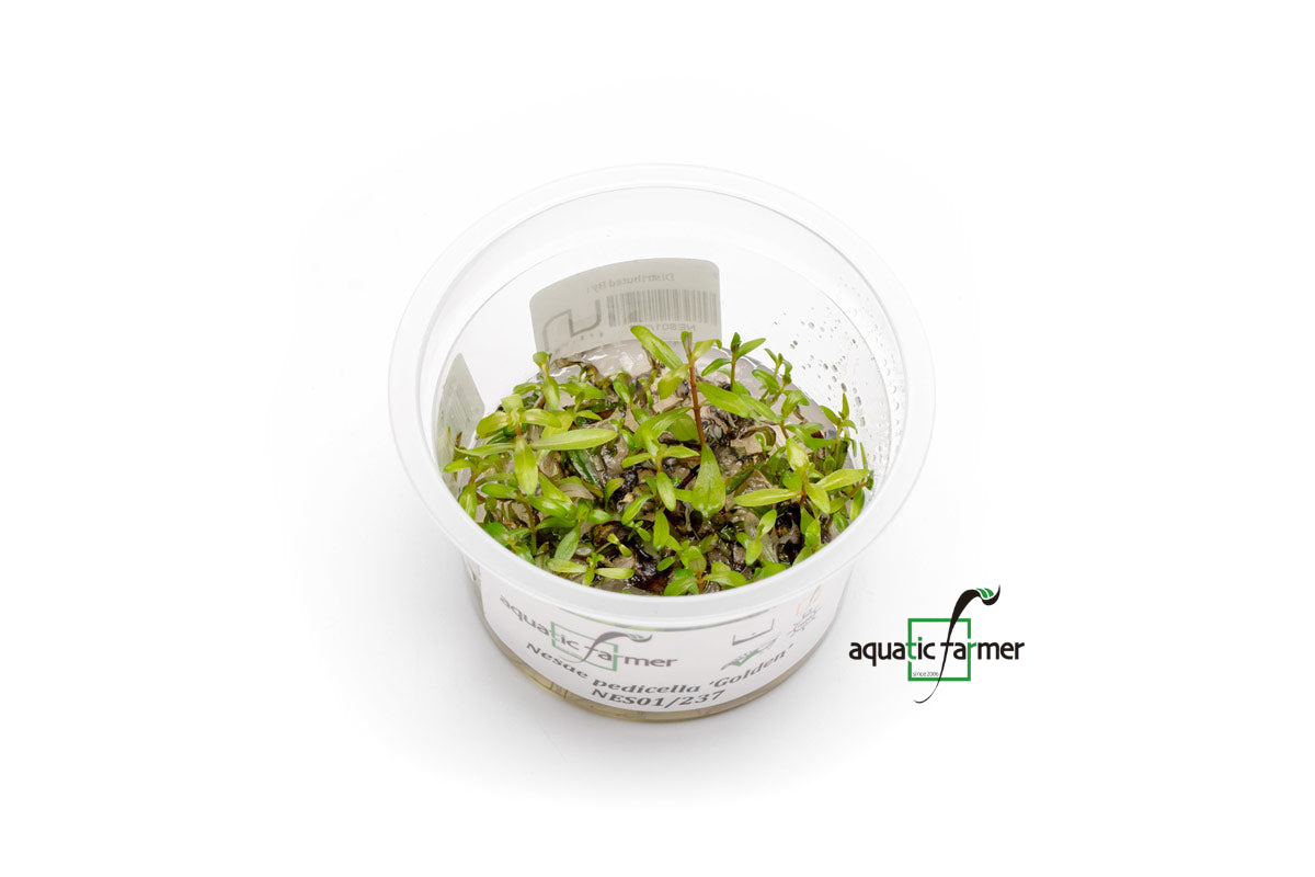 [SG READY STOCKS Live Aquatic Tissue Culture Plant] Nesaea pedicellata Golden by Aquatic Farmer