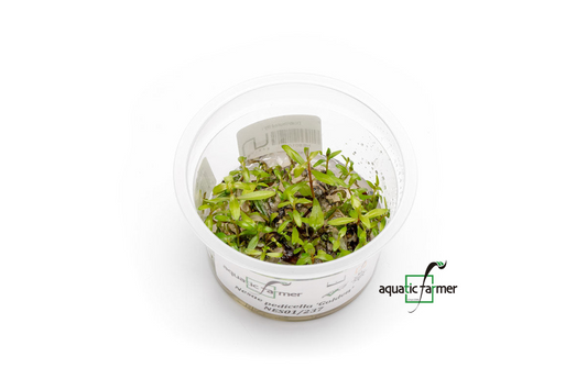 [SG READY STOCKS Live Aquatic Tissue Culture Plant] Nesaea pedicellata Golden by Aquatic Farmer