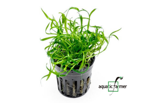 [SG READY STOCKS Live Aquatic Plant] Lilaeopsis novaezelandiae Potted by Aquatic Farmer