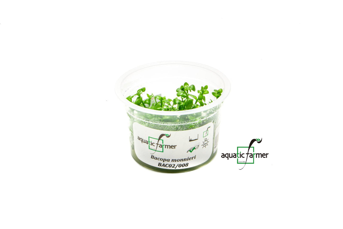 [SG READY STOCKS Live Aquatic Tissue Culture Plant] Bacopa monnieri by Aquatic Farmer