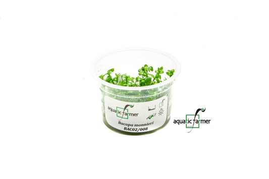 [SG READY STOCKS Live Aquatic Tissue Culture Plant] Bacopa monnieri by Aquatic Farmer