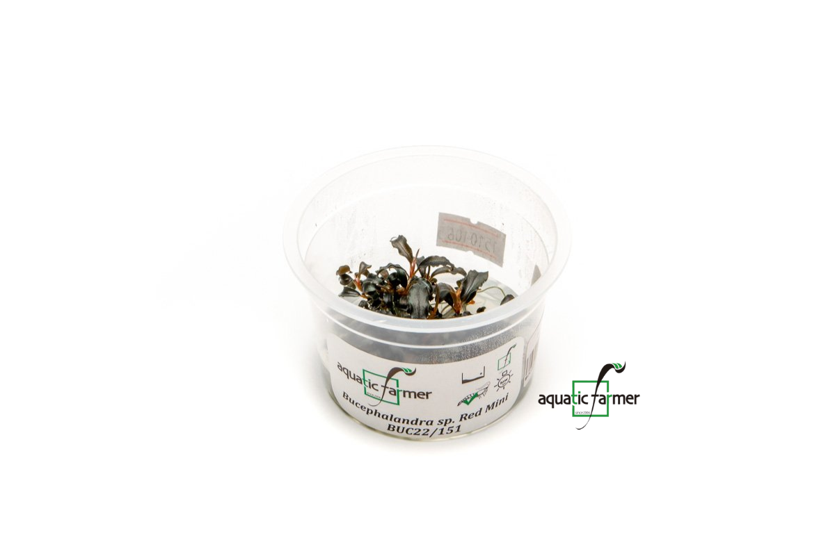 [SG READY STOCKS Live Aquatic Tissue Culture Plant] Bucephalandra Red Mini by Aquatic Farmer