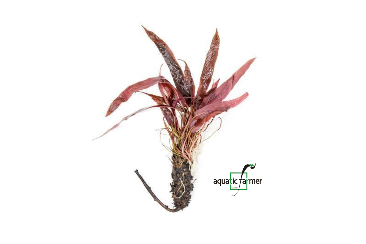[SG READY STOCKS Live Aquatic Plant] Barclaya longifolia (BULB ONLY) by Aquatic Farmer
