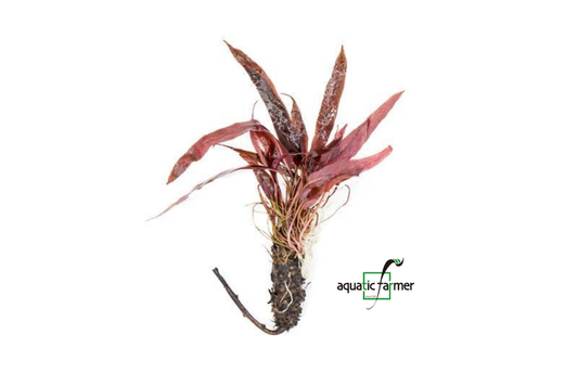 [SG READY STOCKS Live Aquatic Plant] Barclaya longifolia (BULB ONLY) by Aquatic Farmer