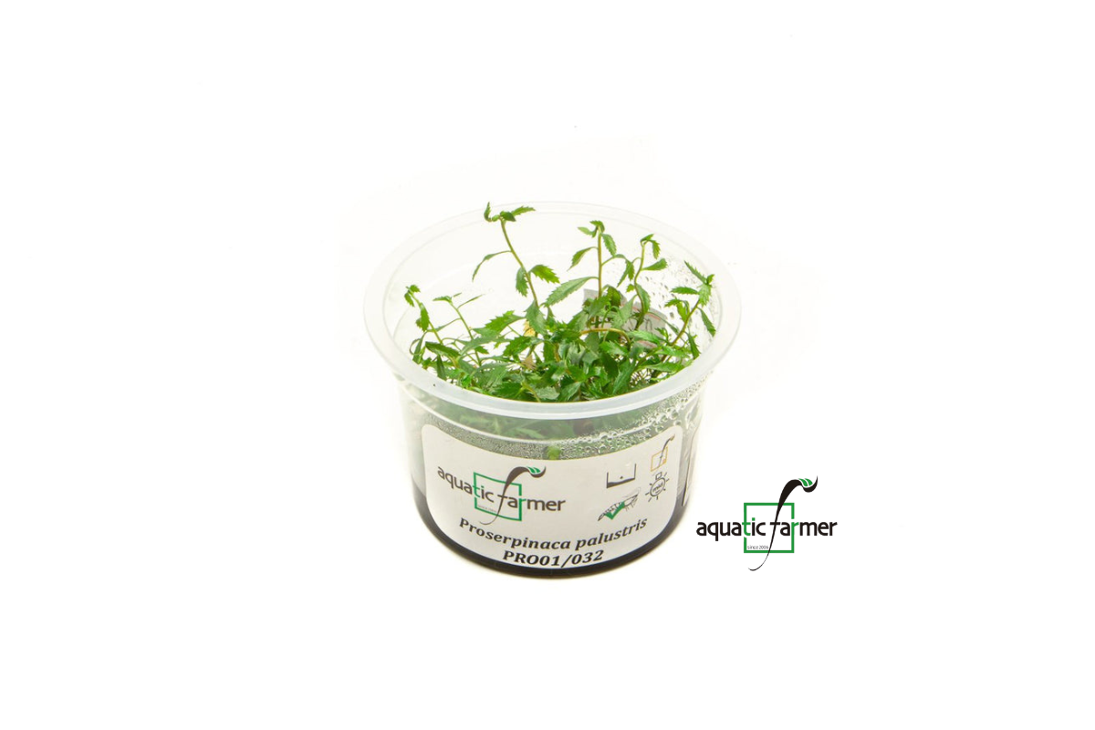 [SG READY STOCKS Live Aquatic Tissue Culture Plant] Proserpinaca palustris by Aquatic Farmer