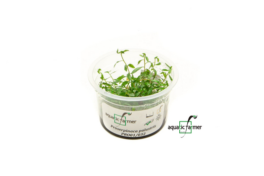 [SG READY STOCKS Live Aquatic Tissue Culture Plant] Proserpinaca palustris by Aquatic Farmer