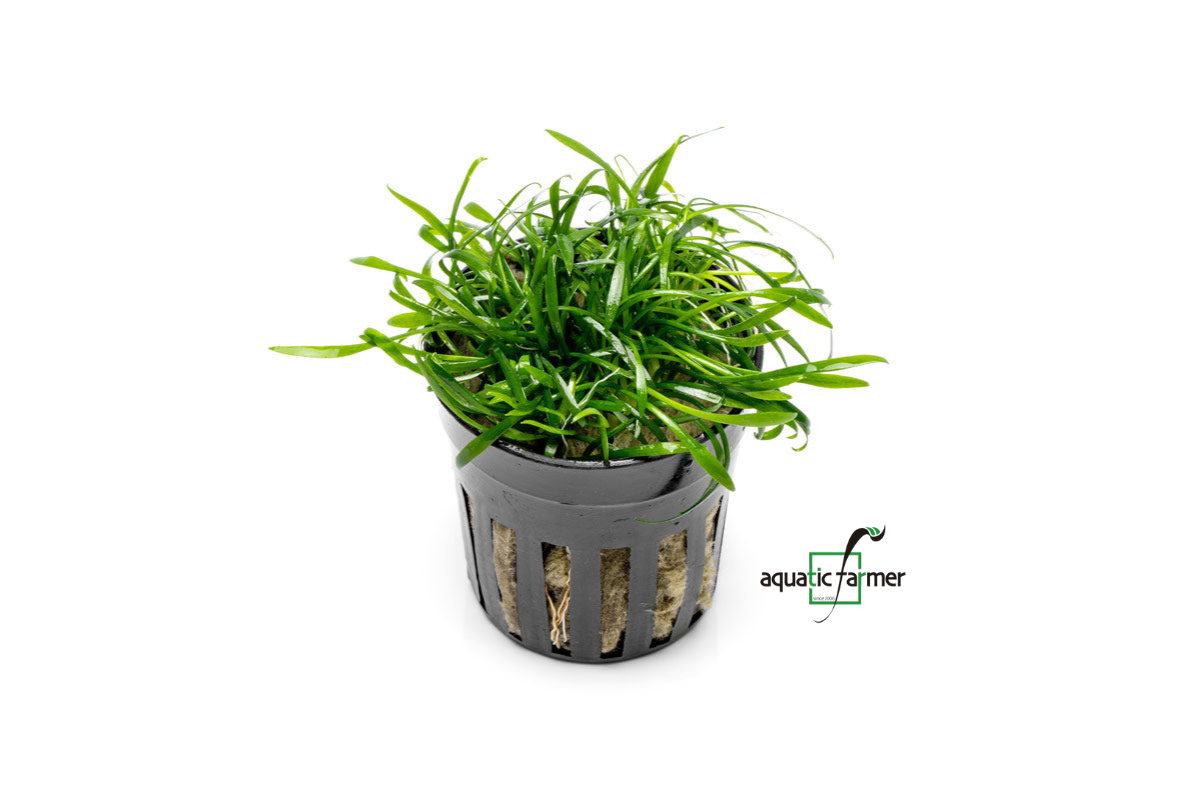 [SG READY STOCKS Live Aquatic Plant] Cryptocoryne parva Potted by Aquatic Farmer