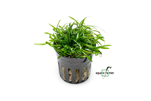 [SG READY STOCKS Live Aquatic Plant] Cryptocoryne parva Potted by Aquatic Farmer