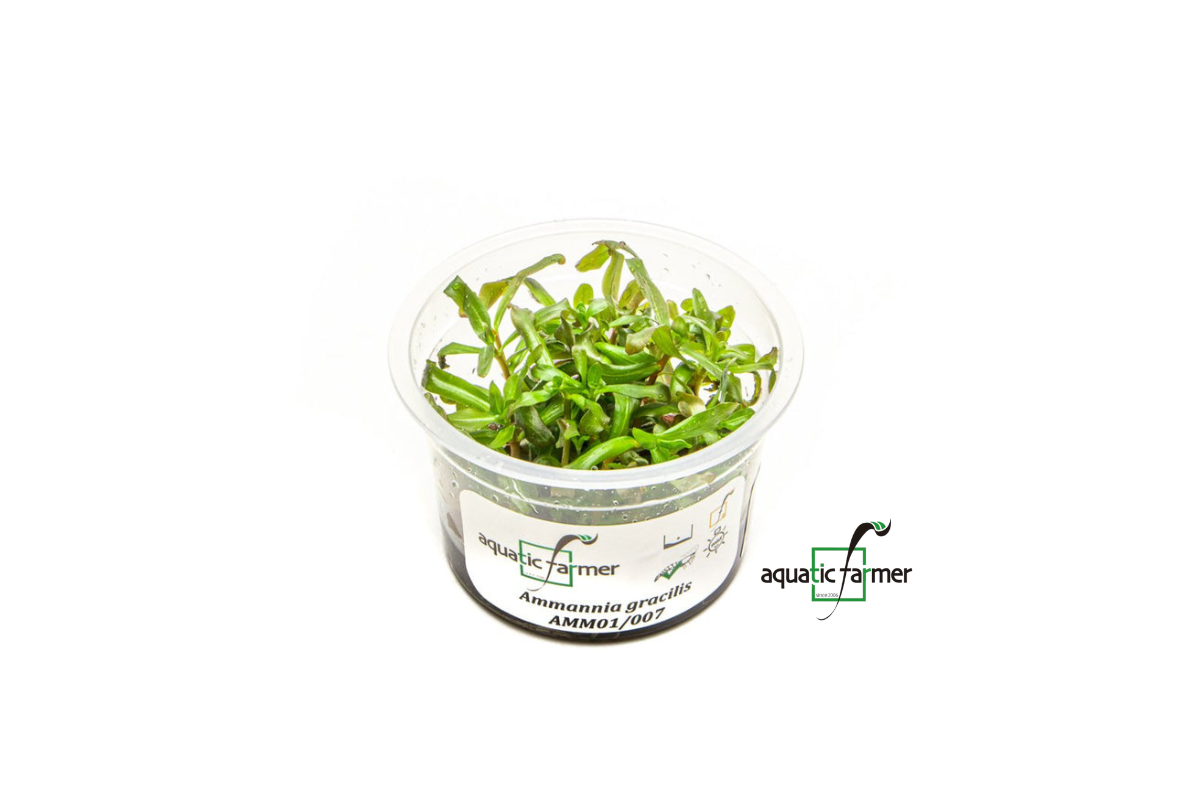 [SG READY STOCKS Live Aquatic Tissue Culture Plant] Ammannia gracilis by Aquatic Farmer