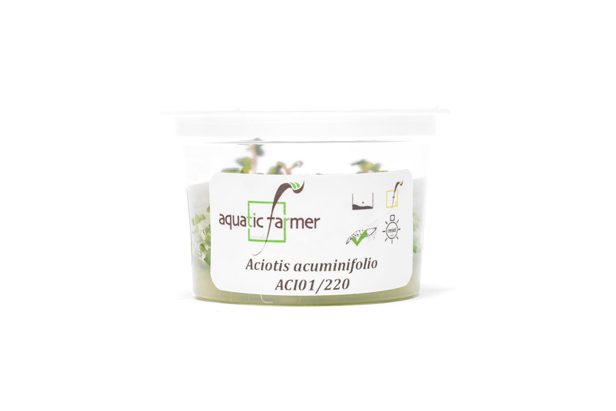 [SG READY STOCKS Live Aquatic Tissue Culture Plant] Aciotis Acuminifolia by Aquatic Farmer
