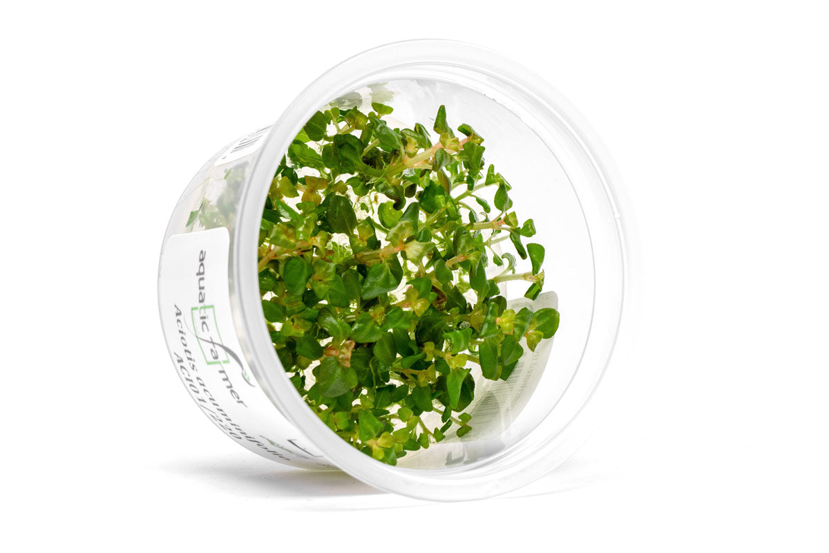 [SG READY STOCKS Live Aquatic Tissue Culture Plant] Aciotis Acuminifolia by Aquatic Farmer
