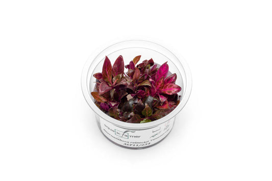 [SG READY STOCKS Live Aquatic Tissue Culture Plant] Alternanthera Reineckii Rosanervig by Aquatic Farmer