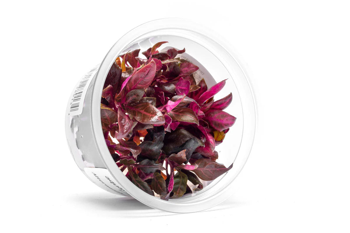 [SG READY STOCKS Live Aquatic Tissue Culture Plant] Alternanthera Reineckii Rosanervig by Aquatic Farmer