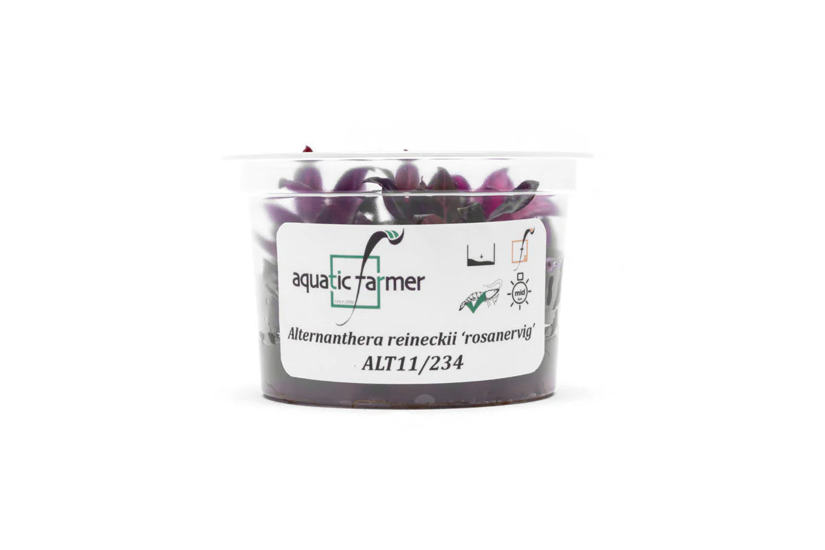 [SG READY STOCKS Live Aquatic Tissue Culture Plant] Alternanthera Reineckii Rosanervig by Aquatic Farmer