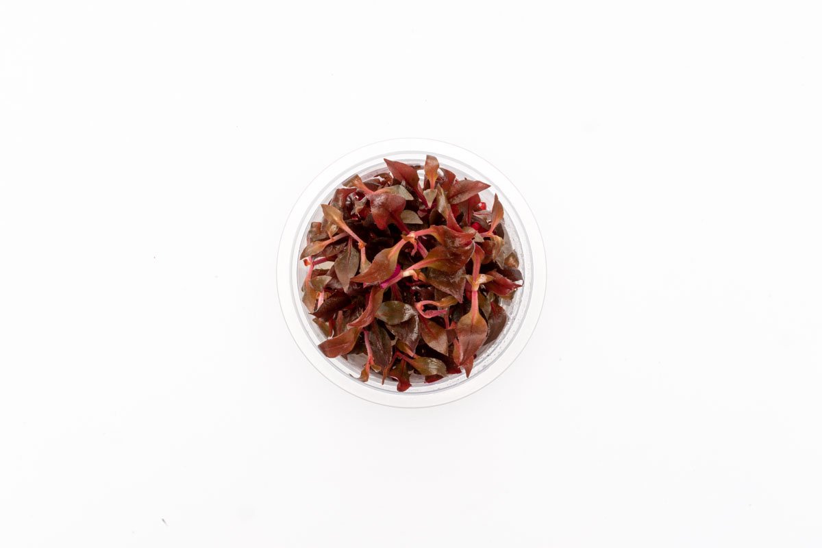 [SG READY STOCKS Live Aquatic Tissue Culture Plant] Alternanthera rosaefolia by Aquatic Farmer