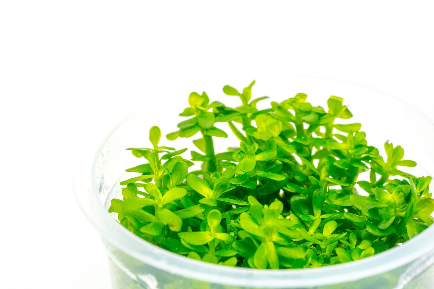 [SG READY STOCKS Live Aquatic Tissue Culture Plant] Ammannia bonsai by Aquatic Farmer