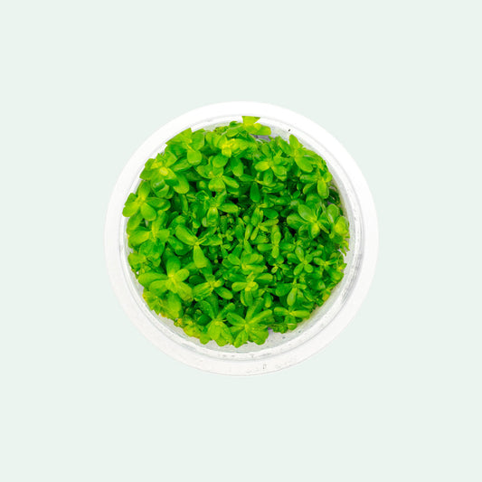 [SG READY STOCKS Live Aquatic Tissue Culture Plant] Ammannia bonsai by Aquatic Farmer