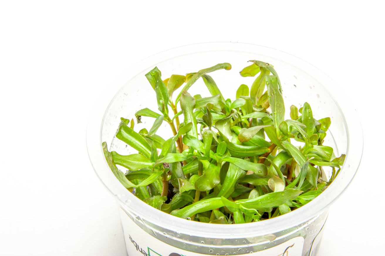 [SG READY STOCKS Live Aquatic Tissue Culture Plant] Ammannia gracilis by Aquatic Farmer