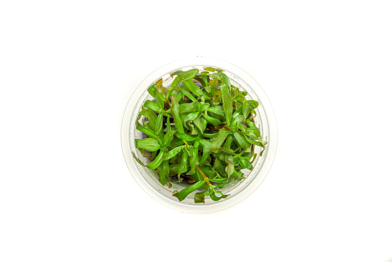 [SG READY STOCKS Live Aquatic Tissue Culture Plant] Ammannia gracilis by Aquatic Farmer