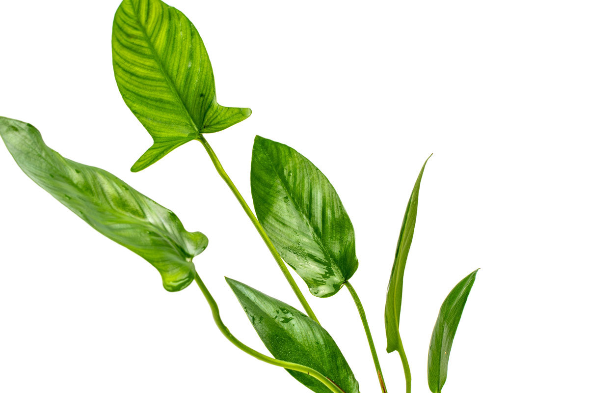 [SG READY STOCKS Live Aquatic Plant] Anubias hastifolia Potted by Aquatic Farmer