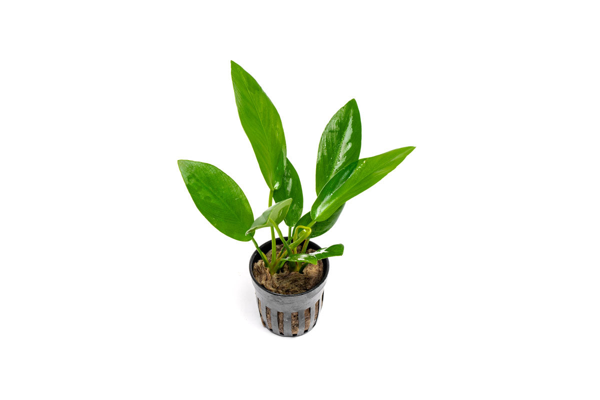 [SG READY STOCKS Live Aquatic Plant] Anubias hastifolia Potted by Aquatic Farmer