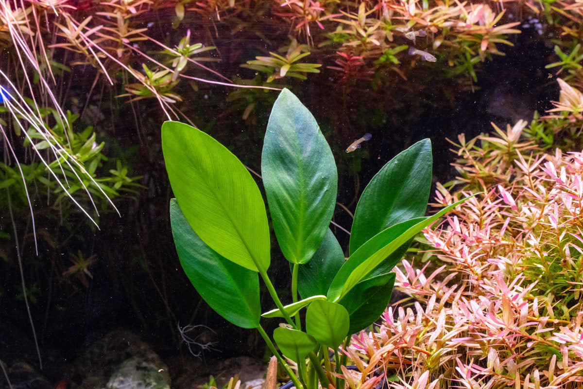 [SG READY STOCKS Live Aquatic Plant] Anubias hastifolia Potted by Aquatic Farmer