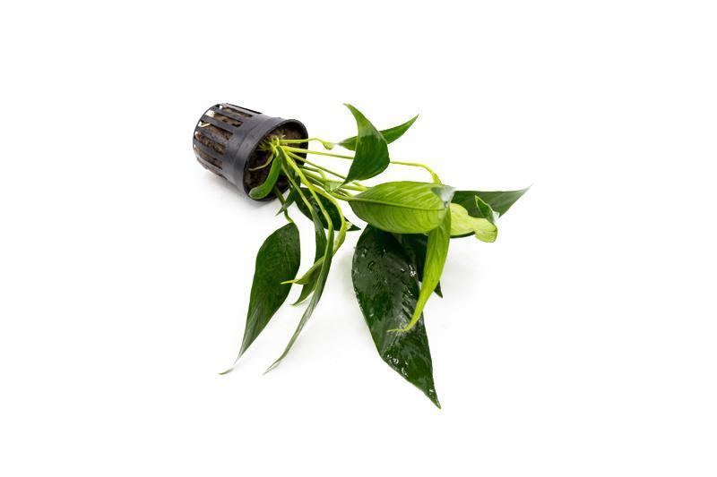 [SG READY STOCKS Live Aquatic Plant] Anubias lanceolata Potted by Aquatic Farmer
