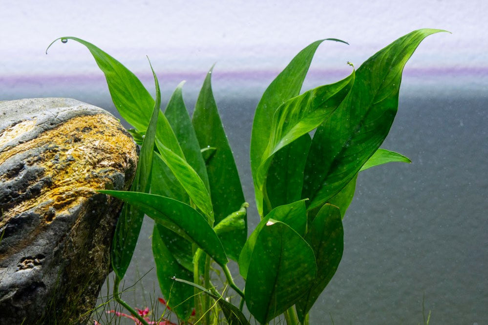 [SG READY STOCKS Live Aquatic Plant] Anubias lanceolata Potted by Aquatic Farmer