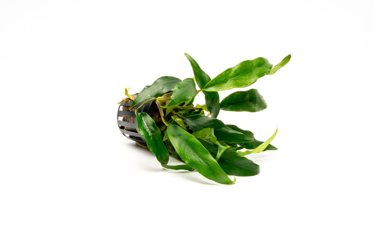[SG READY STOCKS Live Aquatic Plant] Anubias minima Potted by Aquatic Farmer