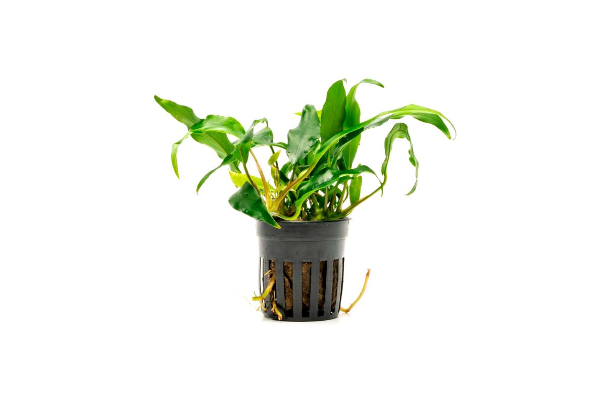 [SG READY STOCKS Live Aquatic Plant] Anubias minima Potted by Aquatic Farmer
