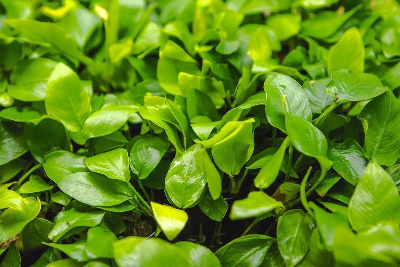 [SG READY STOCKS Live Aquatic Plant] Anubias Nana Golden Potted by Aquatic Farmer