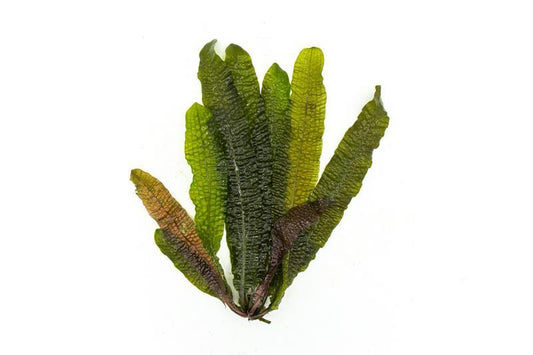 [SG READY STOCKS Live Aquatic Plant] Aponogeton boivianus by Aquatic Farmer (BULB ONLY)