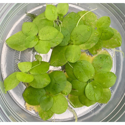 Floating live aquatic loose plants Limnobium laevigatum also known as Amazon Frogbit by Aquatic Farmer
