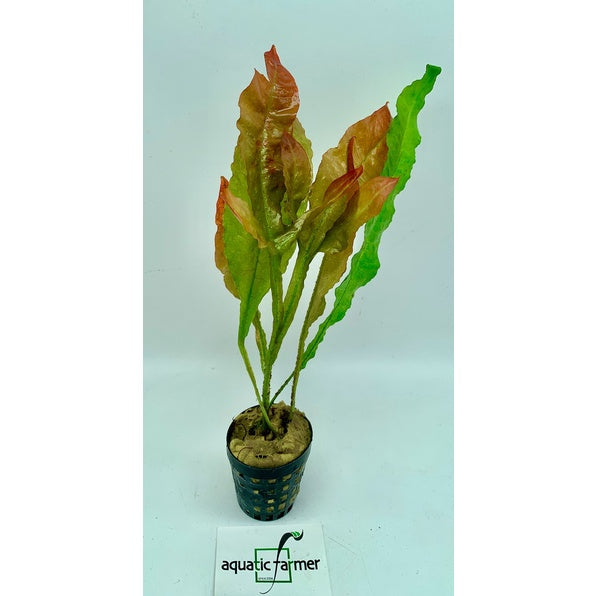 [SG READY STOCKS Live Aquatic Plant] Microsorum pteropus Red or Red Java Fern Potted by Aquatic Farmer - limited stock.