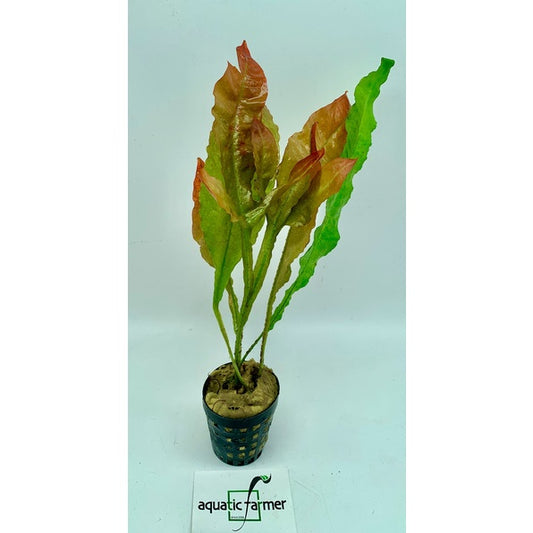 [SG READY STOCKS Live Aquatic Plant] Microsorum pteropus Red or Red Java Fern Potted by Aquatic Farmer - limited stock.