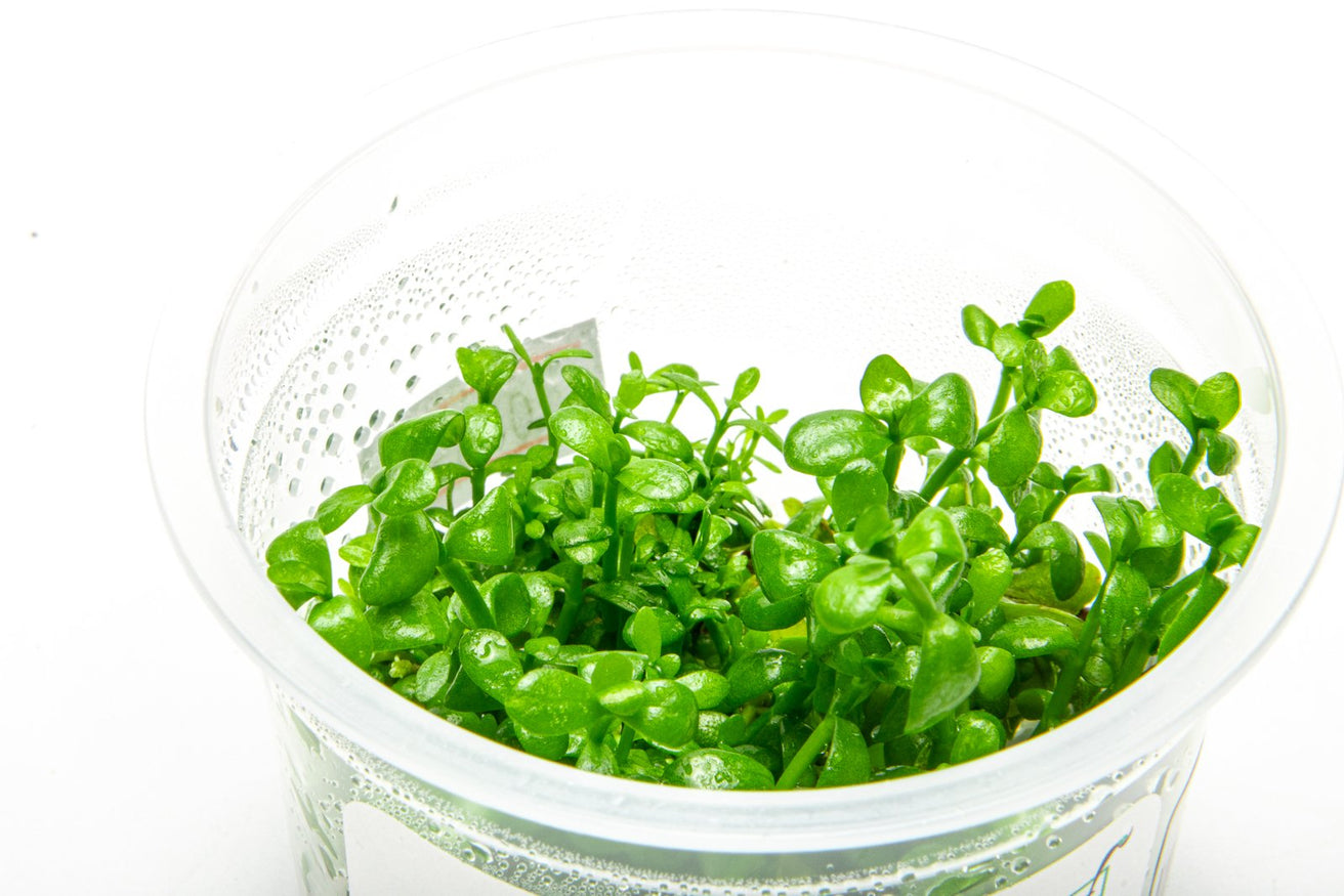 [SG READY STOCKS Live Aquatic Tissue Culture Plant] Bacopa monnieri by Aquatic Farmer