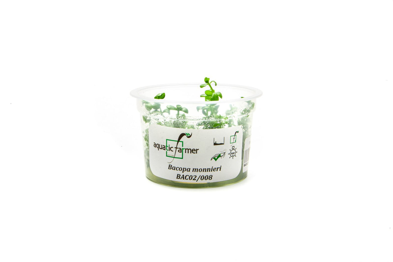 [SG READY STOCKS Live Aquatic Tissue Culture Plant] Bacopa monnieri by Aquatic Farmer