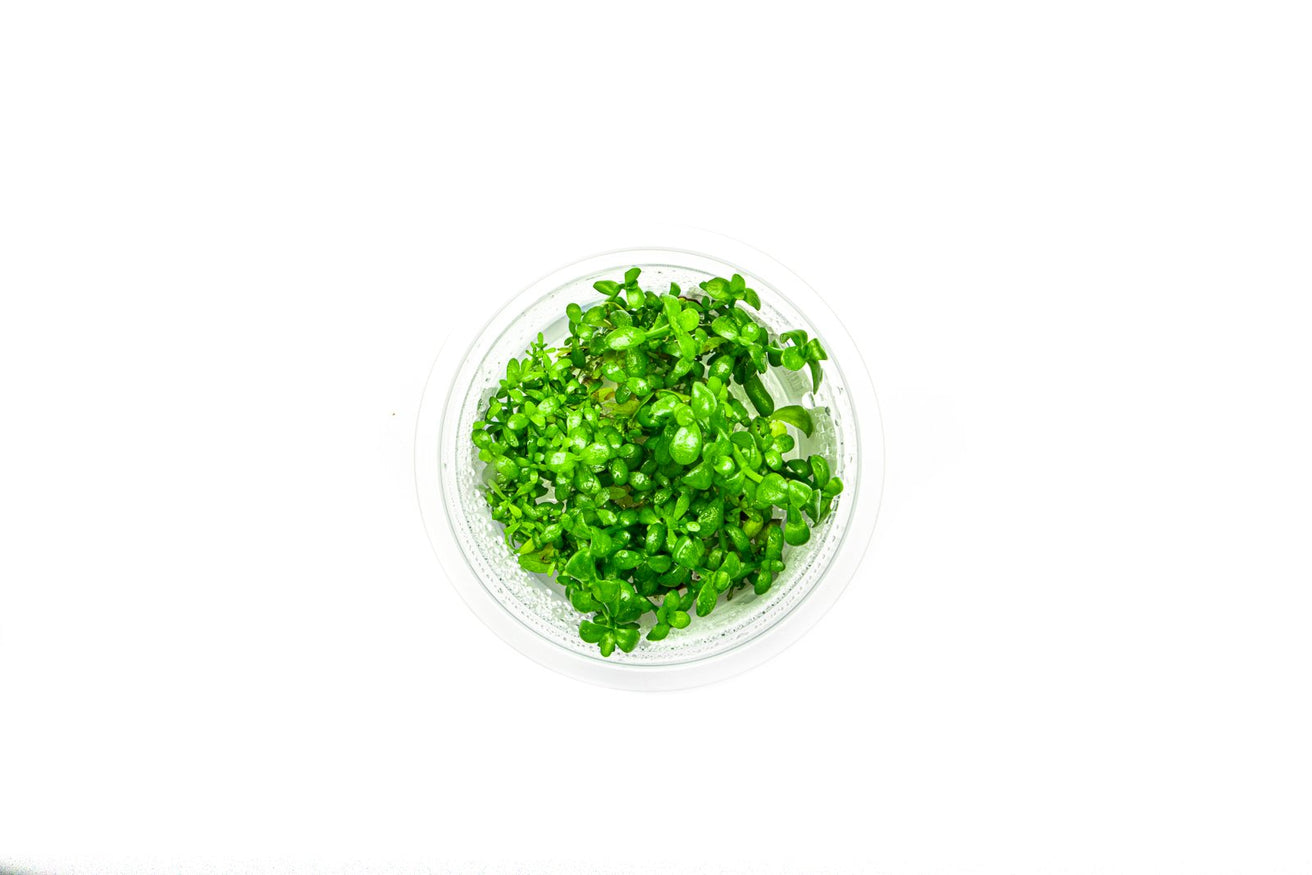 [SG READY STOCKS Live Aquatic Tissue Culture Plant] Bacopa monnieri by Aquatic Farmer