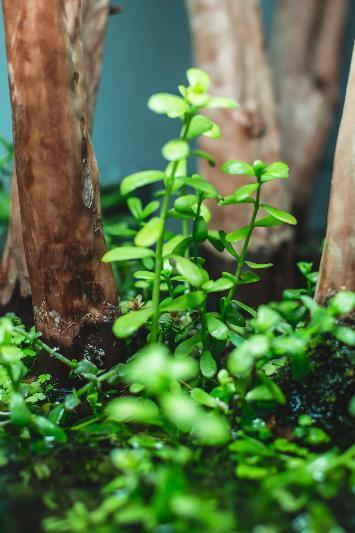 [SG READY STOCKS Live Aquatic Tissue Culture Plant] Bacopa monnieri by Aquatic Farmer