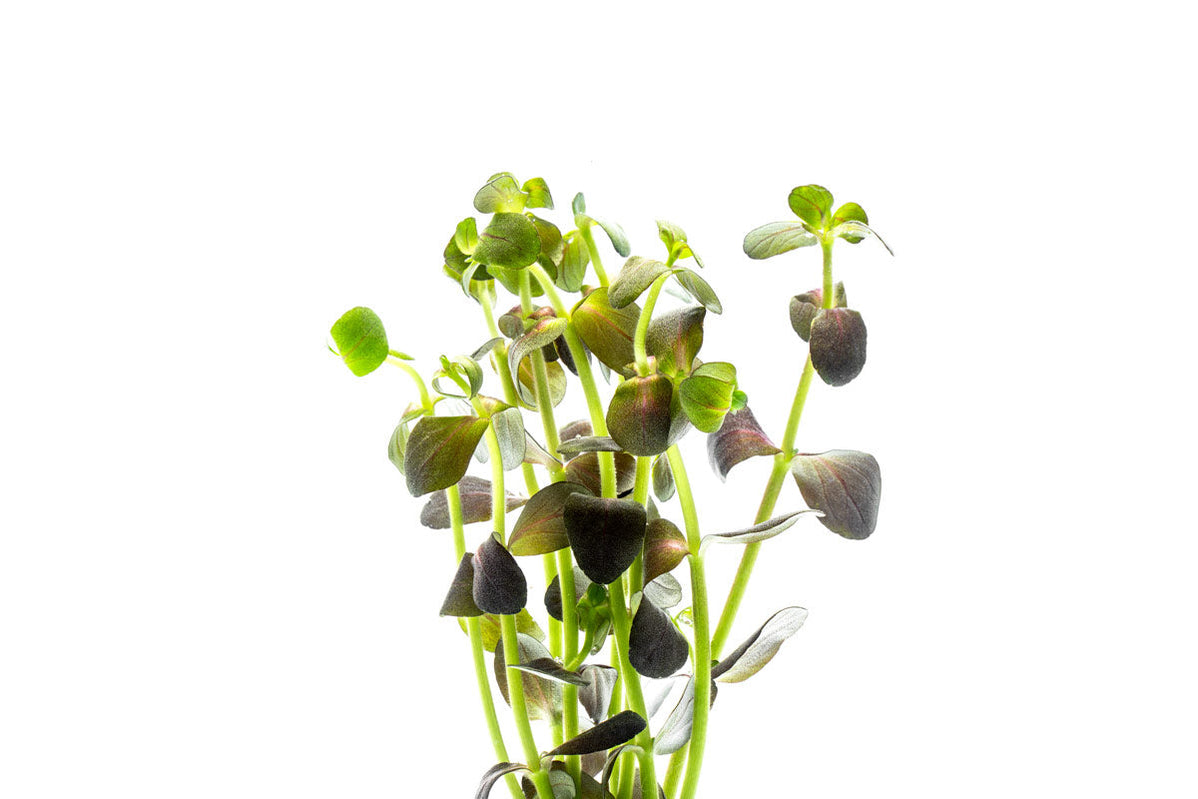 [SG READY STOCKS Live Aquatic Plant] Bacopa salzmanii Purple in Lead Bunch by Aquatic Farmer
