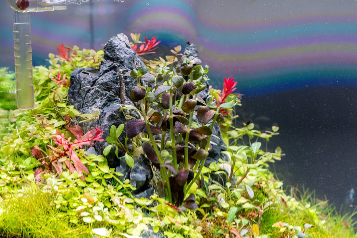 [SG READY STOCKS Live Aquatic Plant] Bacopa salzmanii Purple in Lead Bunch by Aquatic Farmer