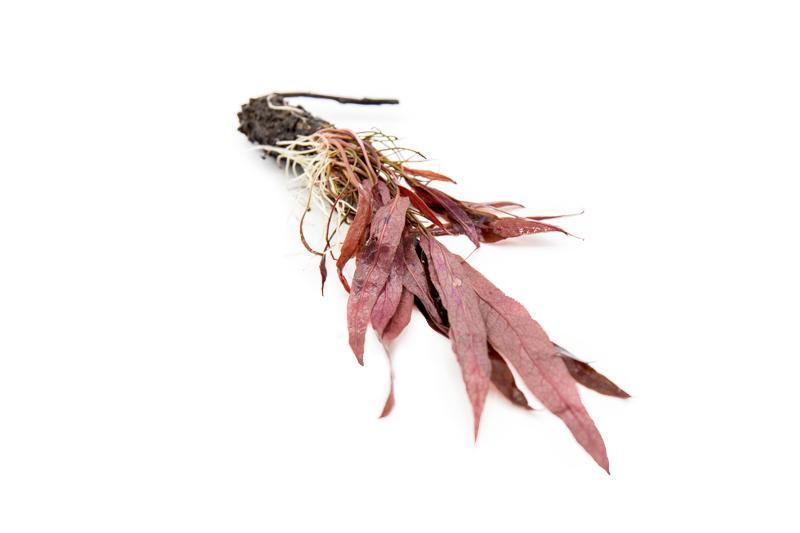 [SG READY STOCKS Live Aquatic Plant] Barclaya longifolia (BULB ONLY) by Aquatic Farmer