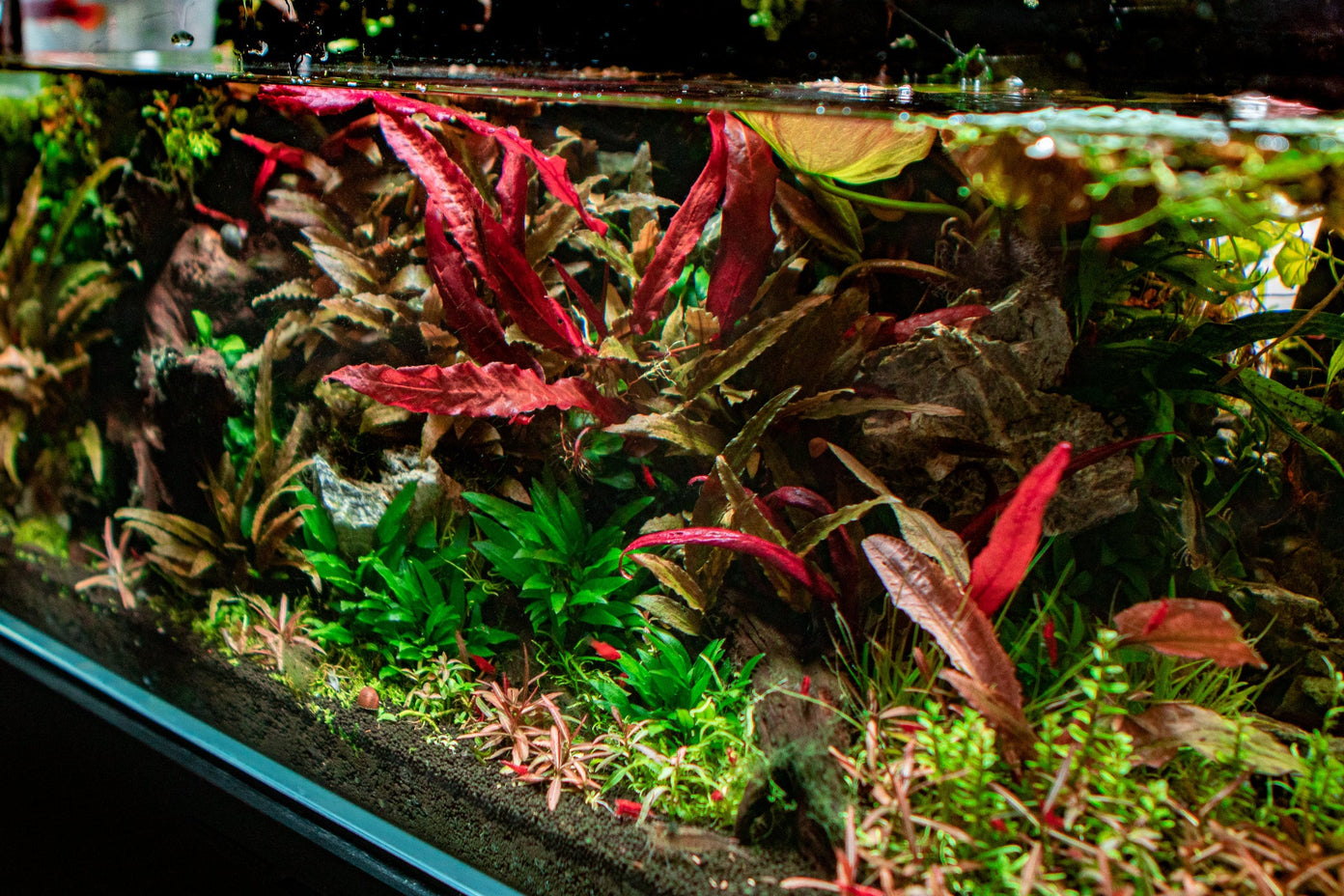 [SG READY STOCKS Live Aquatic Plant] Barclaya longifolia (BULB ONLY) by Aquatic Farmer