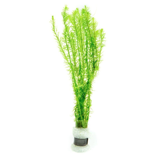 [SG READY STOCKS LIVE AQUATIC PLANT] Mayaca Fluviatilis in Lead Bunch by Aquatic Farmer