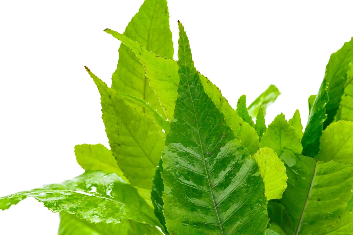 [SG READY STOCKS Live Aquatic Plant] Bolbitis Heteroclita Potted by Aquatic Farmer