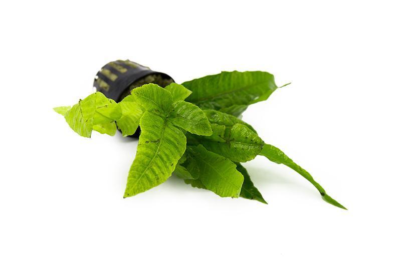 [SG READY STOCKS Live Aquatic Plant] Bolbitis Heteroclita Potted by Aquatic Farmer